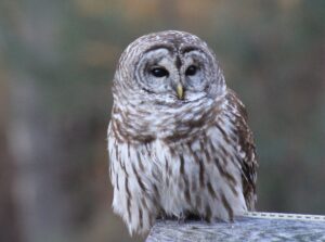 Find interest in owls and nature